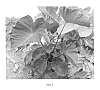 Colocasia%20hybrid%20%27Dragon%20Heart%27