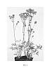 Astrantia%20major%20%27Star%20of%20Magic%27