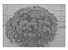 Chrysanthemum%20Plant%20Named%20%27Zanmugrape%27