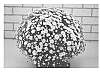 Chrysanthemum%20Plant%20Named%20%27Zanmucup%27