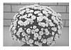 CHRYSANTHEMUM%20PLANT%20NAMED%20%27ZANMUGLOW%20YELLOW%27