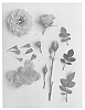Rosa%20hybrid%20%27Poulpar083%27