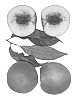 Prunus%20persica%20%27Snow%20Gypsy%27