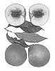Prunus%20persica%20%27Snow%20Gypsy%27