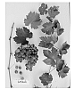 Vitis%20vinifera%20%27Sugrafortysix%27