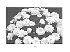 Leucanthemum%20x%20superbum%20%27Macaroon%27