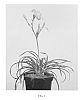 Hemerocallis%20hybrid%20%27VER00204%27