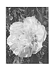 Paeonia%20lactiflora%20x%20P.%20lutea%20%27RTPIV790-01%27