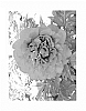 Paeonia%20lactiflora%20x%20Paeonia%20lutea%20%27RTPIV789-06%27