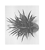 Sansevieria%20parva%20x%20Dracaena%20godseffiana%20%27SUDRASAN01%27