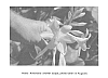 Hosta%20plant%20named%20%20%27Ambrosia%27