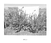 Vaccinium%20corymbosum%20hybrid%20%27C03-158%27