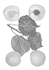 Interspecific%20Prunus%20species%20%27Malibu%27