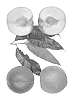 Prunus%20persica%20%27June%20Honey%27