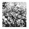 Weigela%20florida%20%27SMNWFMS%27