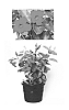 Mandevilla%20hybrida%20%27Dreamnuflor3513%27