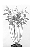 Hydrangea%20paniculata%20%27Kolmavesu%27