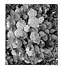 Hydrangea%20macrophylla%20%27SMNHMSIGMA%27