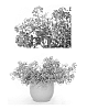%28Lobularia%20canariensis%20x%20Lobularia%20maritima%29%20x%20Lobularia%20maritima%20%27Inlobu1007%27