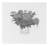 Verbena%20sp.%20%27KLEVP14490%27