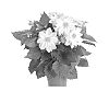 Dahlia%20variabilis%20%27Fidahgeorgia%27