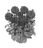 Dahlia%20variabilis%20%27Fidahhypredvelvet%27