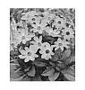 Dahlia%20hybrida%20%27HDNe33%27