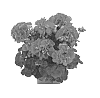 Pelargonium%20zonale%20%27Duevibu14%27