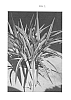Dianella%20caerulea%20%27DCGL%27