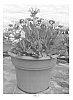 Gaillardia%20x%20grandiflora%20%27Fanfare%20Citronella%27
