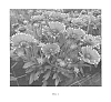 Gaillardia%20x%20grandiflora%20%27Sunset%20Flash%27