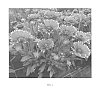Gaillardia%20x%20grandiflora%20%27Sunset%20Flash%27