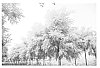Robinia%20pseudoacacia%20%27Huangjin%27%20plant%20named%20%27Golden%20Robinia%27