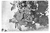 Verbena%20plant%20named%20%27VEAZ0023%27