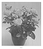 Rosa%20L.%20%27RUIPE0306C%27
