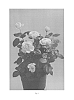 Rosa%20hybrida%20%27RUIPE0306B%27