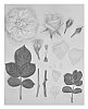 Rosa%20hybrida%20%27KORangober%27