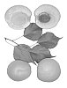 Interspecific%20Prunus%20species%20%27Huntington%27