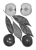 Interspecific%20Prunus%20species%20%27Zoey%20Kat%27
