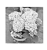 Hydrangea%20macrophylla%20%27SMHMNUFB1%27