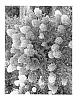 Hydrangea%20paniculata%20%27SMNHPRZEP%27