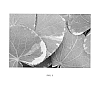 Zizia%20aptera%20%27Crazy%20Quilt%27
