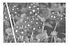 Verbena%20sp.%20%27KLEVP15498%27