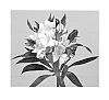 Alstroemeria%20hybrida%20%27Zalsacharm%27