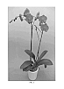 Phalaenopsis%20Hybrid%20%27PHALDRIBIP%27