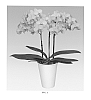 Phalaenopsis%20Blume%20%27PHALFYPCI%27