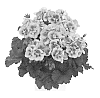 Pelargonium%20zonale%20%27Duesapinsp%27