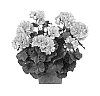 Pelargonium%20peltatum%20%27Duegbofllv%27