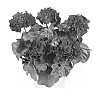 Pelargonium%20peltatum%20%27Duegbofm14%27
