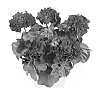 Pelargonium%20peltatum%20%27Duegbofm14%27